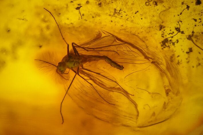 Detailed Fossil Fly (Chironomidae) In Baltic Amber #135044